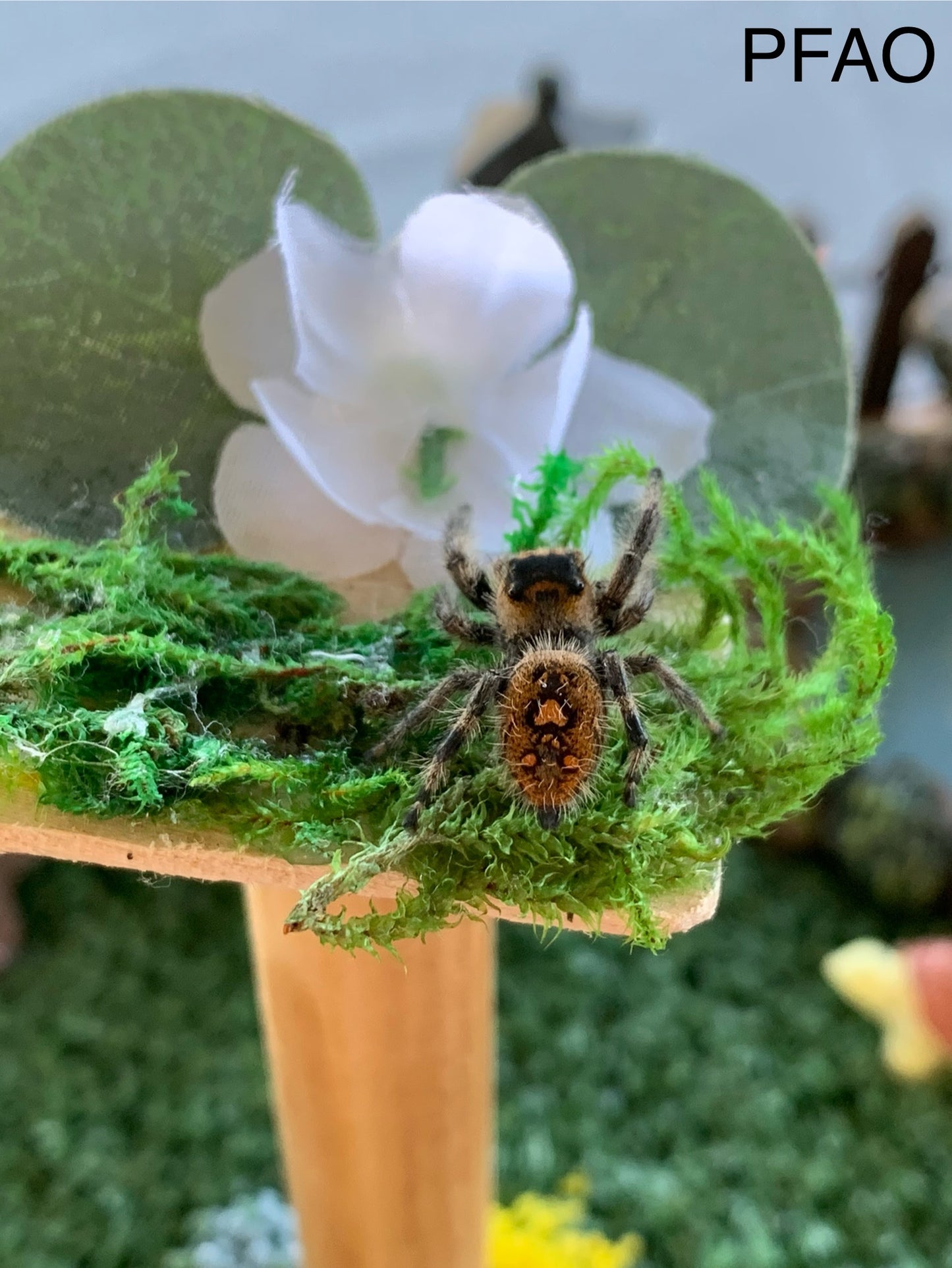 Regal Female Sub Adult/ Adult