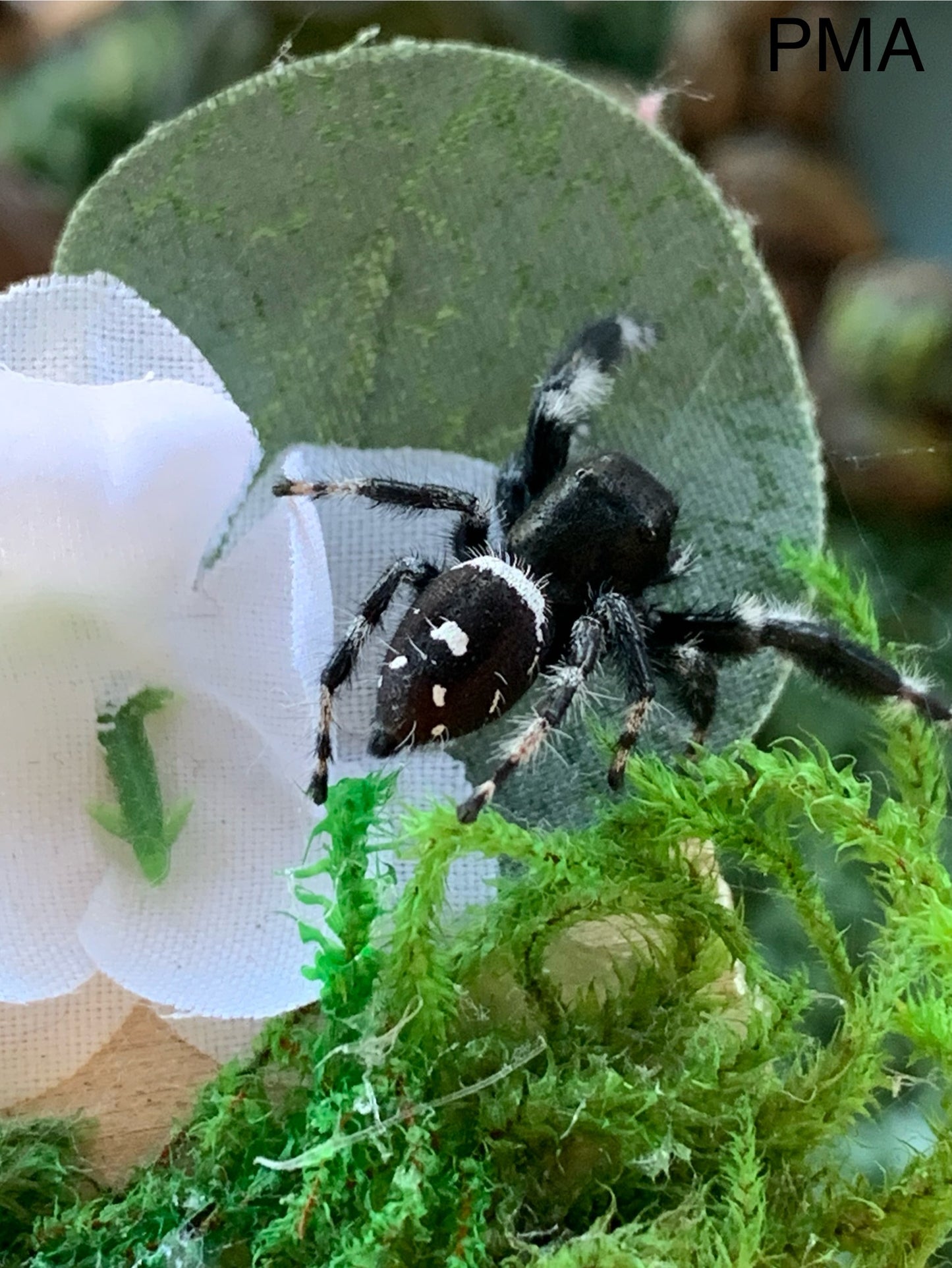 Regal Male Sub Adult/ Adult