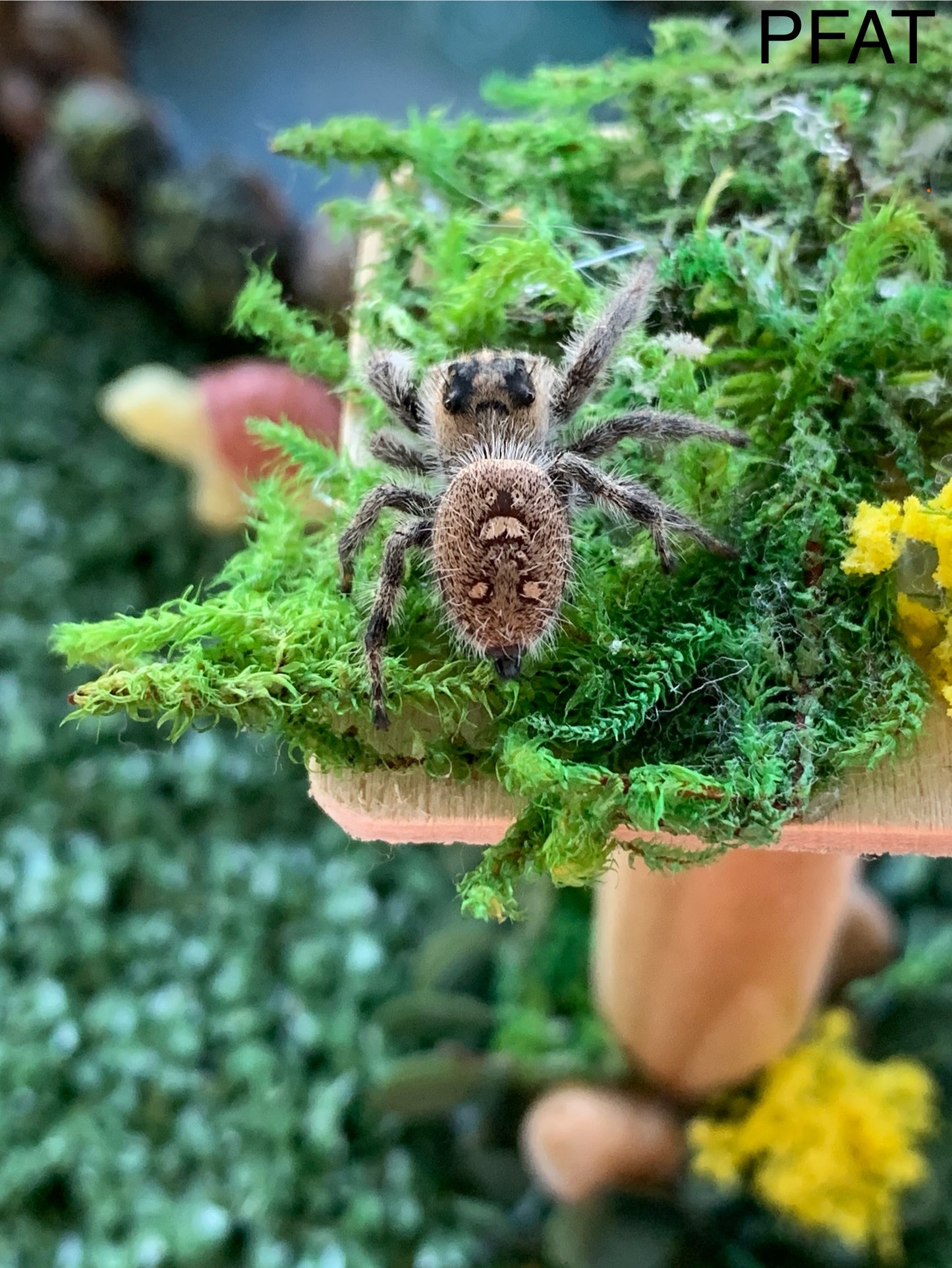 Regal Female Sub Adult/ Adult
