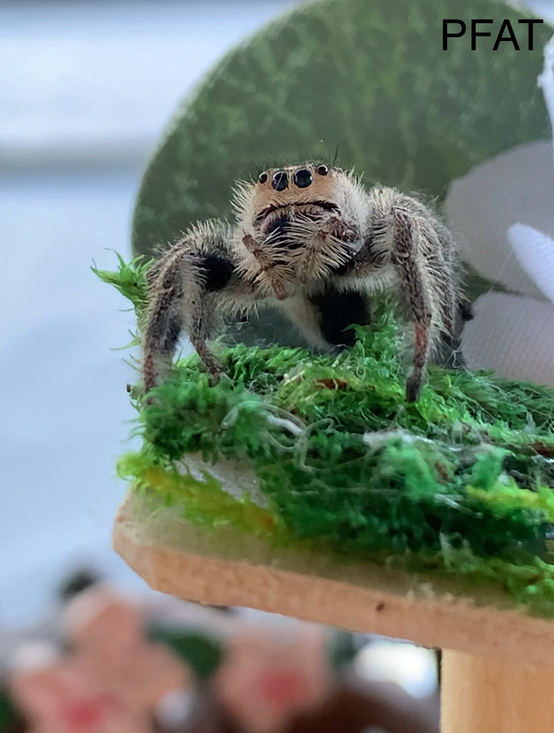Regal Female Sub Adult/ Adult