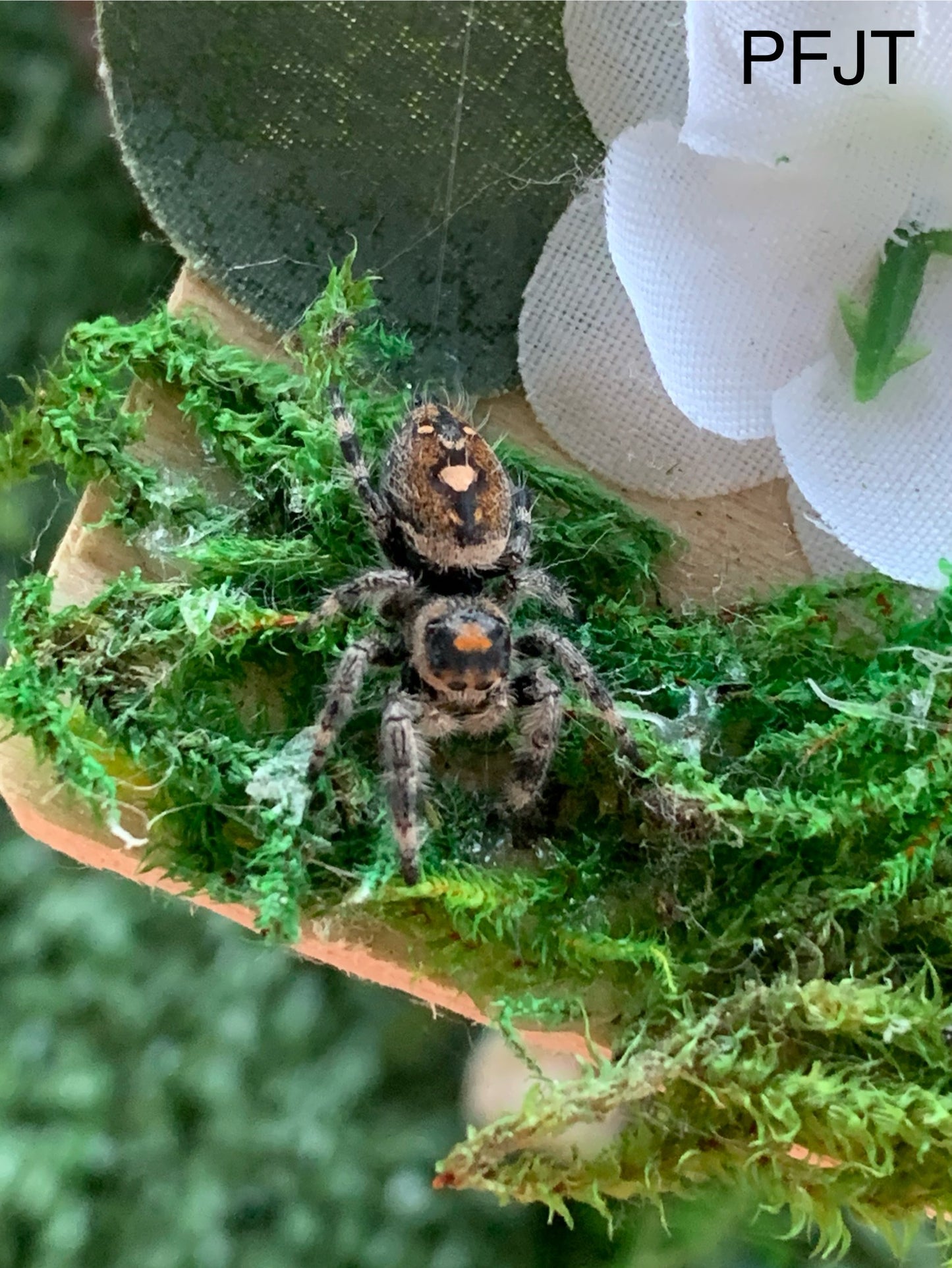Regal Female Juvenile