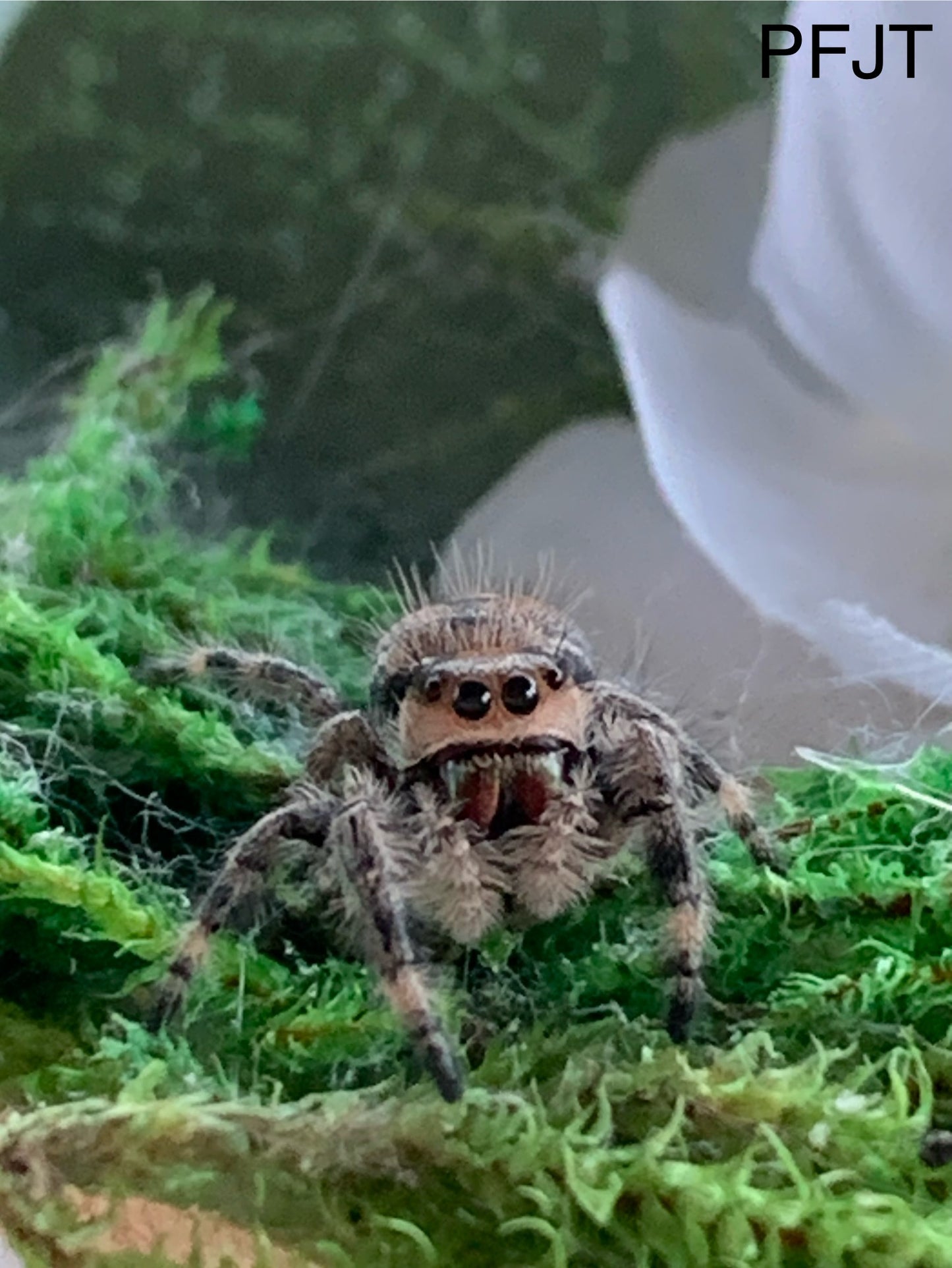 Regal Female Juvenile
