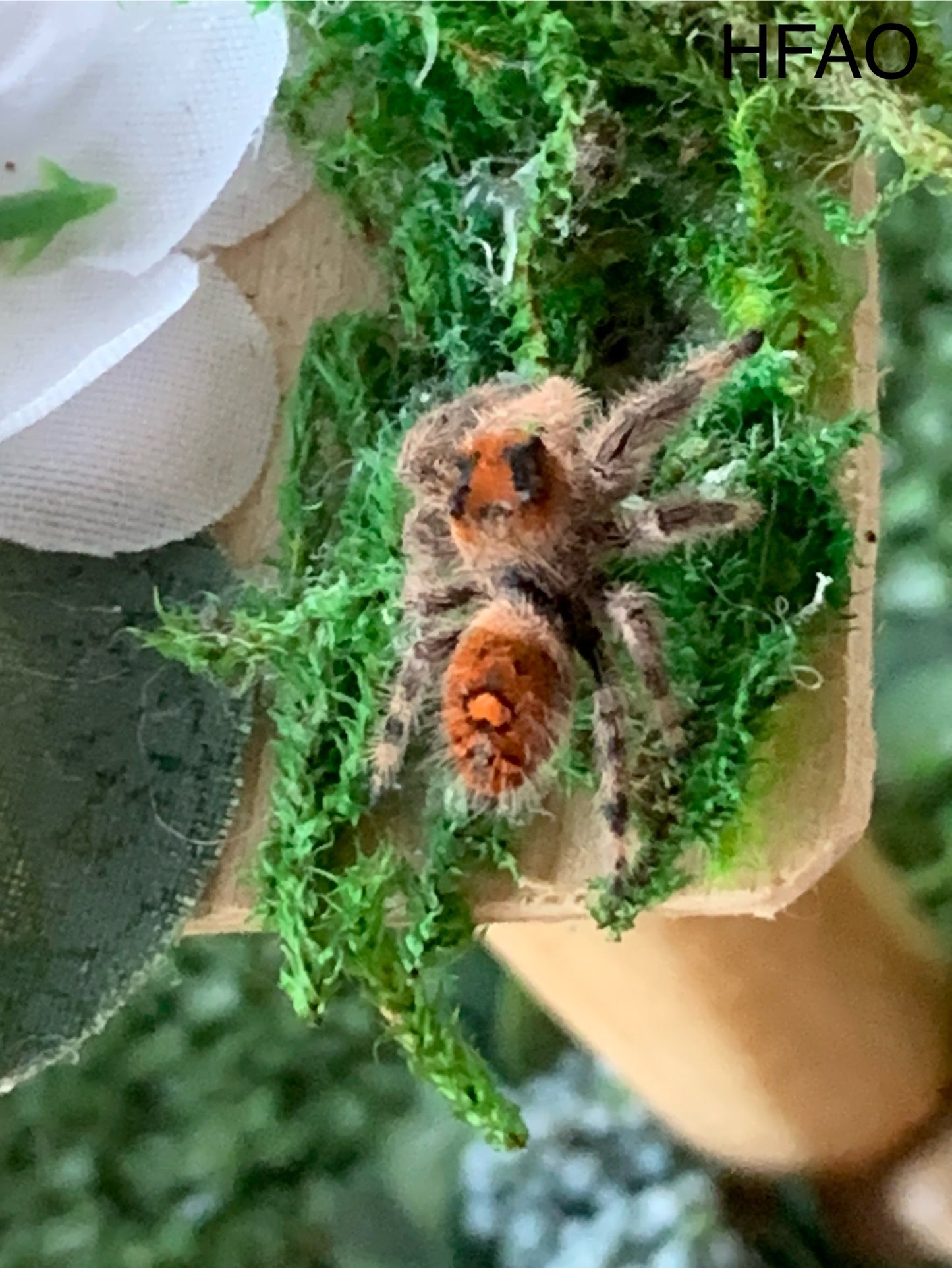 Hybrid Female Adult (Regal/Otiosus mix)
