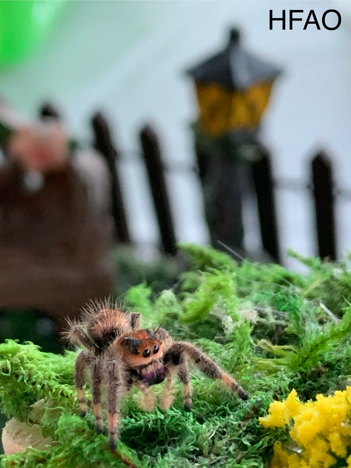 Hybrid Female Adult (Regal/Otiosus mix)
