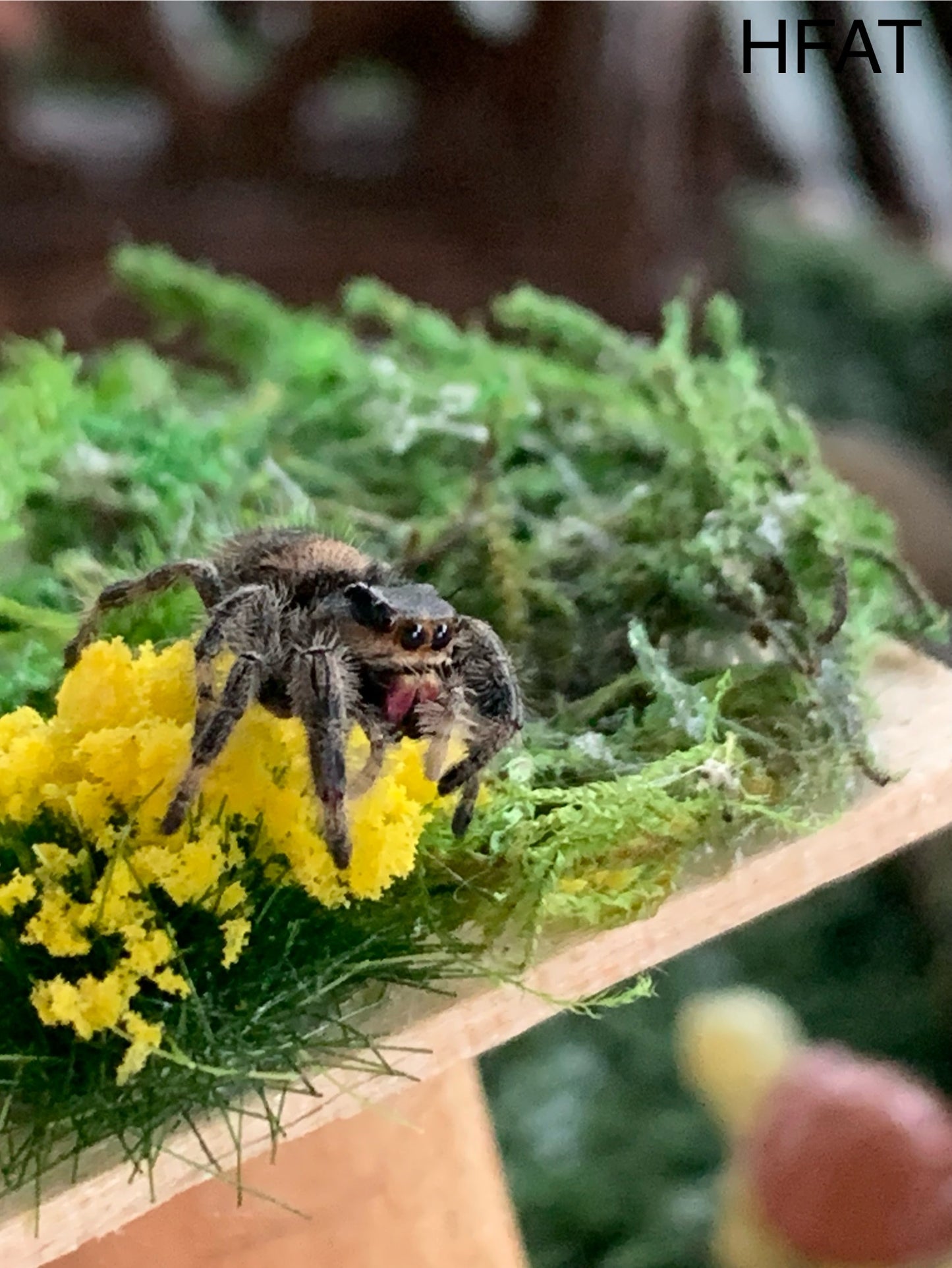 Hybrid Female Adult (Regal/Otiosus mix)
