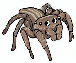 Spiders