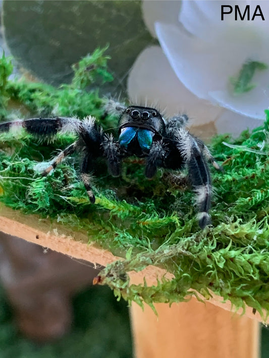 Regal Male Sub Adult/ Adult