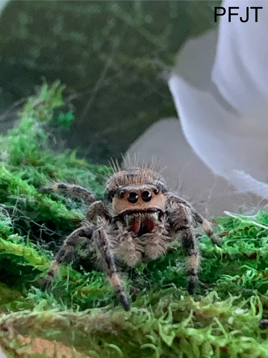 Regal Female Juvenile