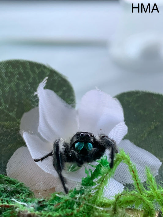 Hybrid Male Adult (Regal/Otiosus mix)