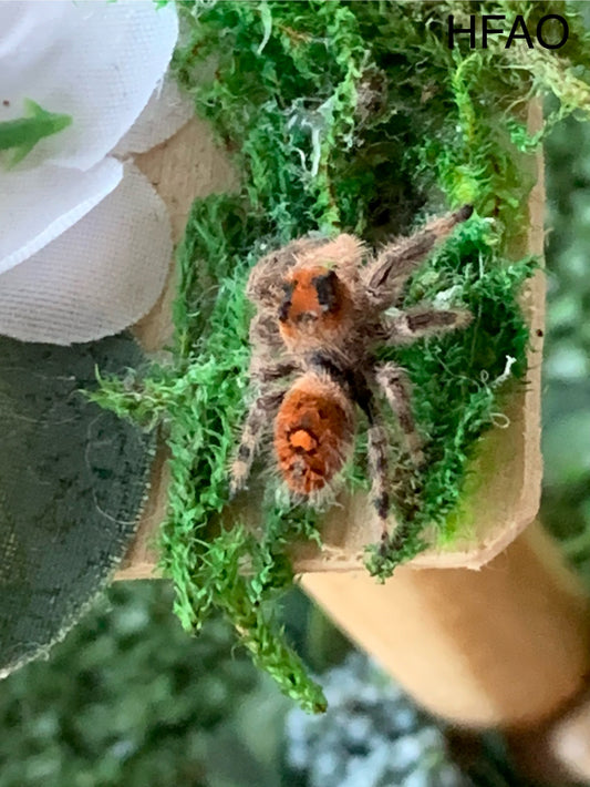 Hybrid Female Adult (Regal/Otiosus mix)