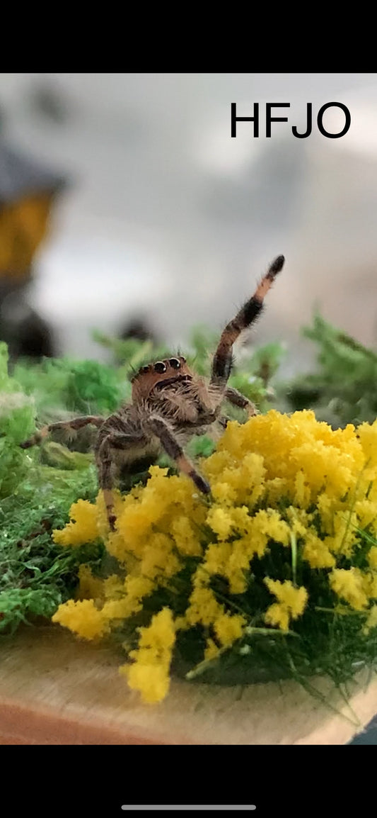 Hybrid Female Juvenile (Regal Otiosus mix)