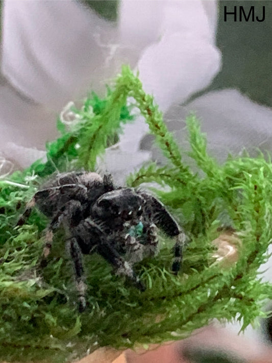 Hybrid Male Juvenile (Regal/Otiosus mix)