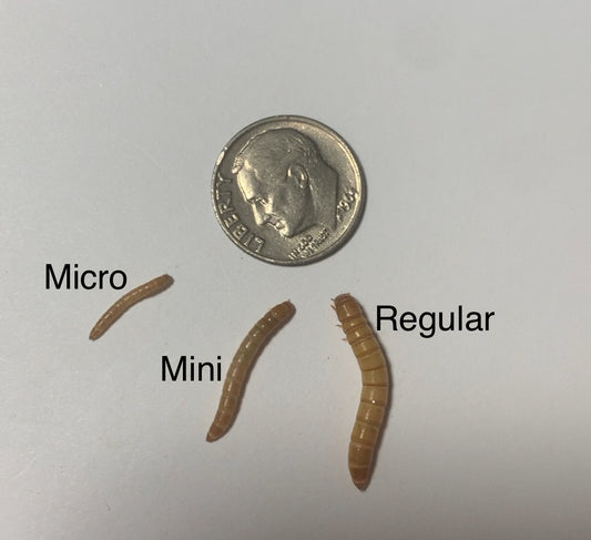 Mealworms
